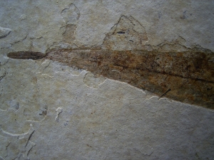 Bird feather, fish and leaf on one stone