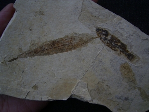 Bird feather, fish and leaf on one stone