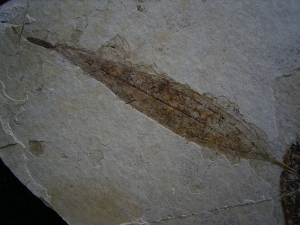 Bird feather, fish and leaf on one stone