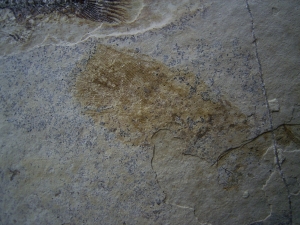 Bird feather, fish and leaf on one stone