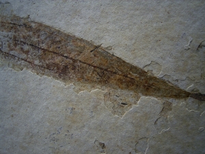 Bird feather, fish and leaf on one stone