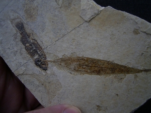 Bird feather, fish and leaf on one stone