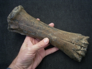 Aurochs Hand bone