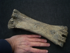 Aurochs Hand bone