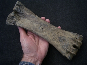 Aurochs Hand bone