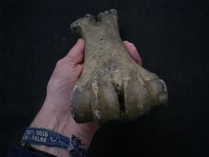 Aurochs Hand bone