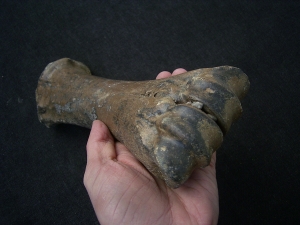 Aurochs Hand bone