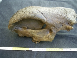 Rhino skull fragment with teeth