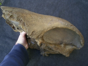 Rhino skull fragment with teeth