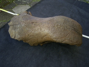 Rhino skull fragment with teeth