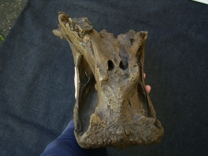 Rhino skull fragment with teeth