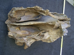 Rhino skull fragment with teeth