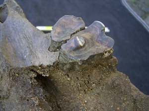 Rhino skull fragment with teeth