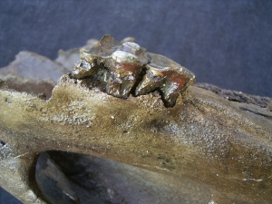Nashorn Schädelstück mit Zähnen