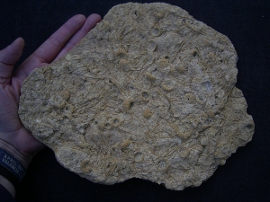 Nice Echinoid slab Acrosalenia