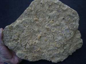 Nice Echinoid slab Acrosalenia