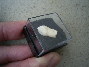 Cave bear incisor, juvenile