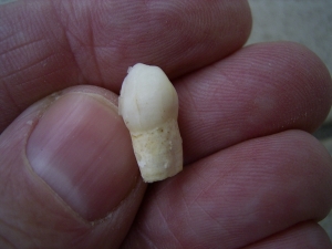 Cave bear incisor, juvenile