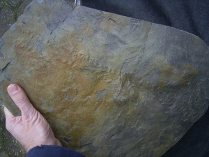 Highly interesting track slab, devonian age