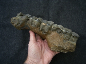 Forest Rhino Stephanorhinus kirchbergensis jaw