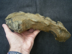 Forest Rhino Stephanorhinus kirchbergensis jaw