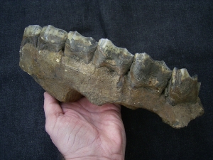 Forest Rhino Stephanorhinus kirchbergensis jaw