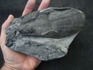 Pteraspis - armored fish devonian age