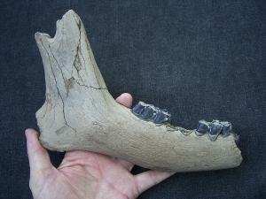 Giant deer - Megaloceros - lower jaw