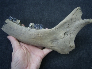 Giant deer - Megaloceros - lower jaw