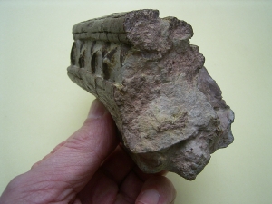 Phytosaur skull and lower jaw