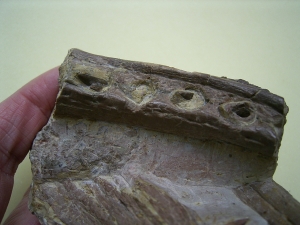 Phytosaurus Schädelteil und Unterkieferstück