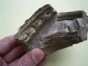 Phytosaurus Schädelteil und Unterkieferstück