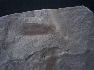Plant fossil Podozamites distans
