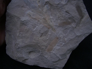 Pflanzenfossil Podozamites distans