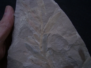 Pflanzenfossil Podozamites distans