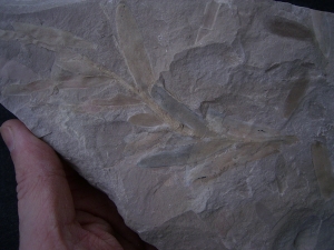 Plant fossil Podozamites distans