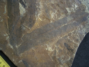 Taeniopteris kelberi - triassic plant fossils