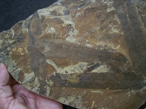 Taeniopteris kelberi - triassic plant fossils