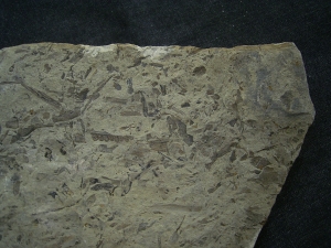 Taeniopteris kelberi - triassic plant fossils