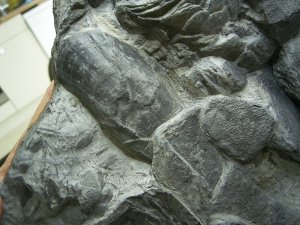 Placoderm slab from Odenspiel