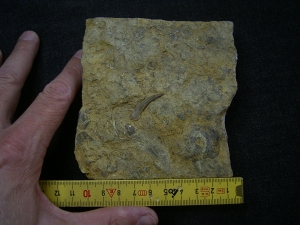Big sized tooth of Nothoaur