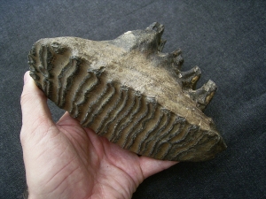 Mammoth tooth  - juvenile