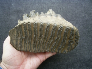 Mammoth tooth  - juvenile