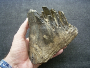 Mammoth tooth  - juvenile