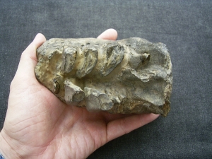 Mammoth tooth  - juvenile