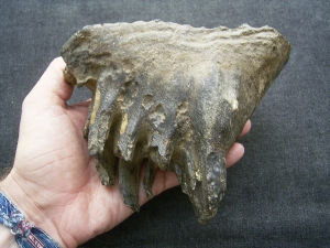 Mammut Zahn aus Deutschland