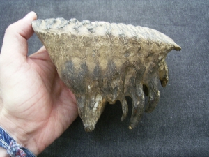 Mammoth tooth  - juvenile