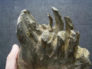 Mammoth tooth  - juvenile