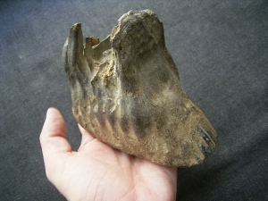 Mammoth tooth  - juvenile