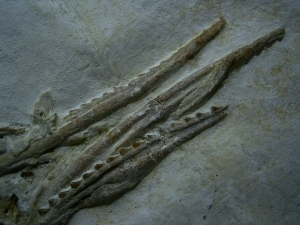 Pleurosaurus Schädel aus Solnhofen